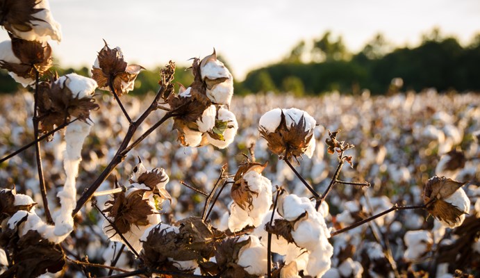 Field of cotton plants