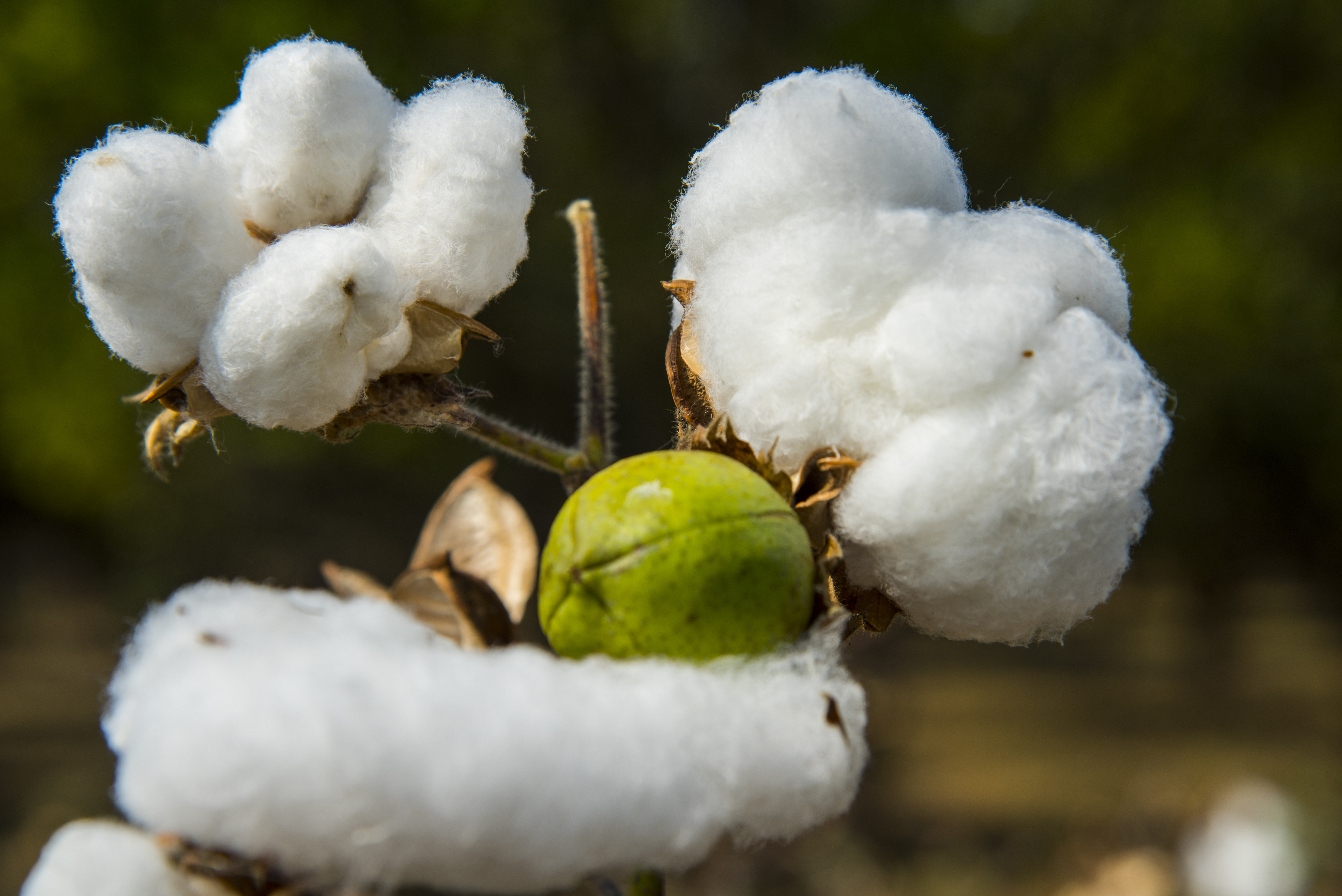 Cotton plant