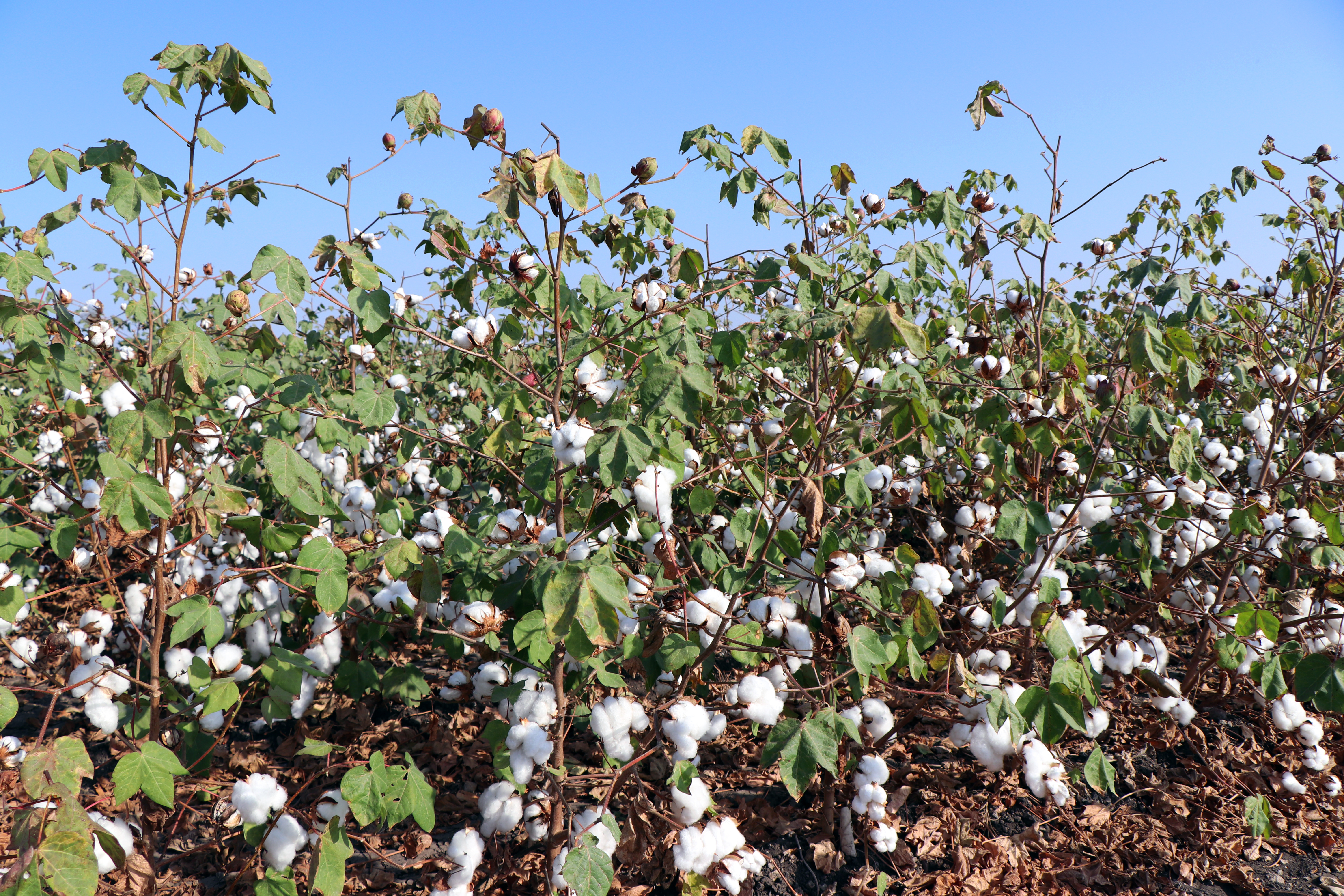 Cotton plants