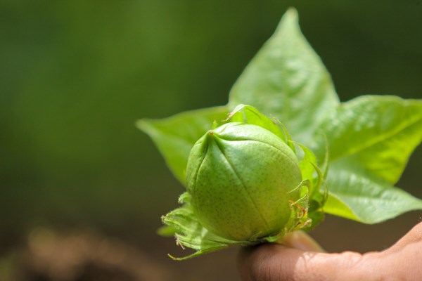 Cotton tree bud