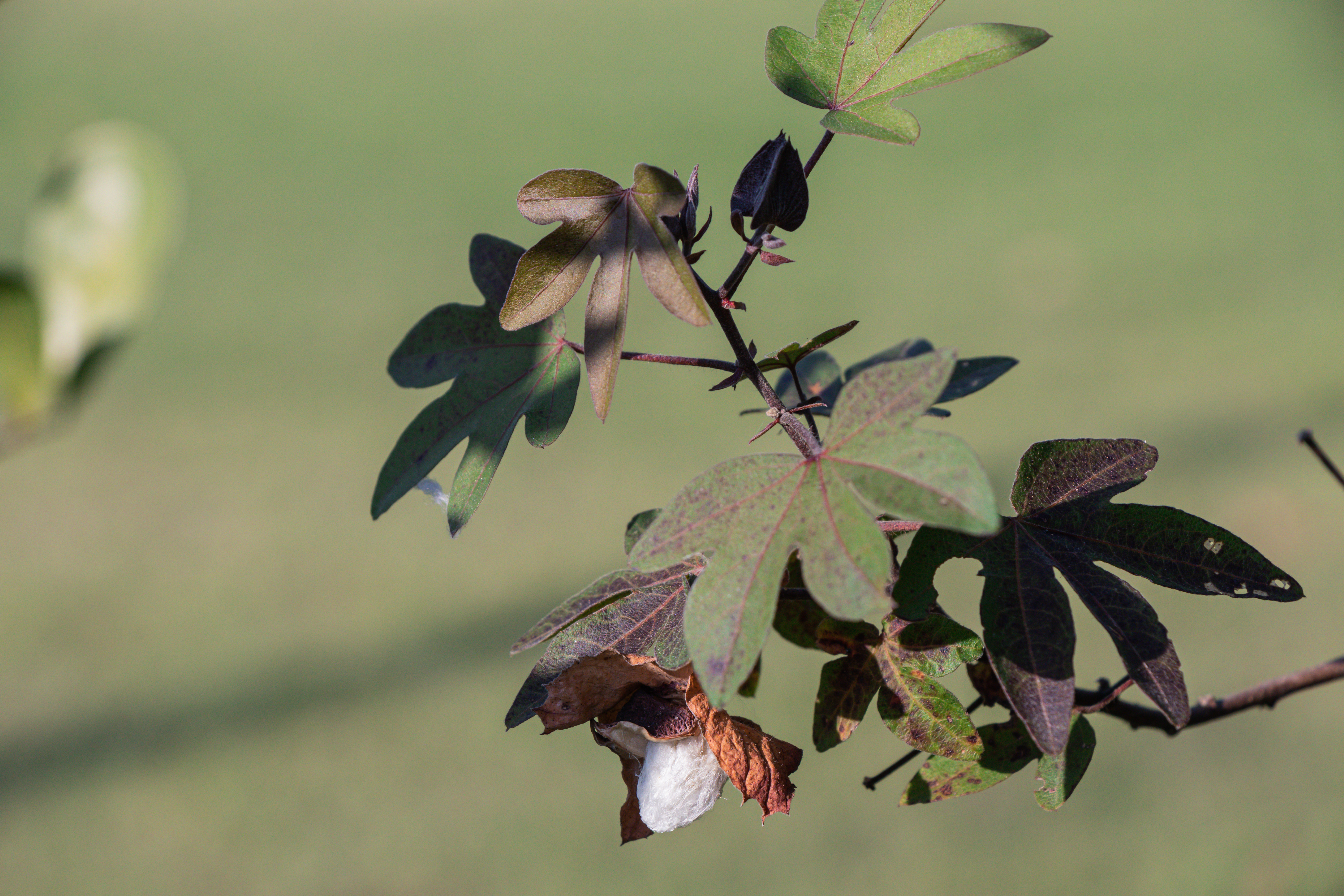 Cotton tree