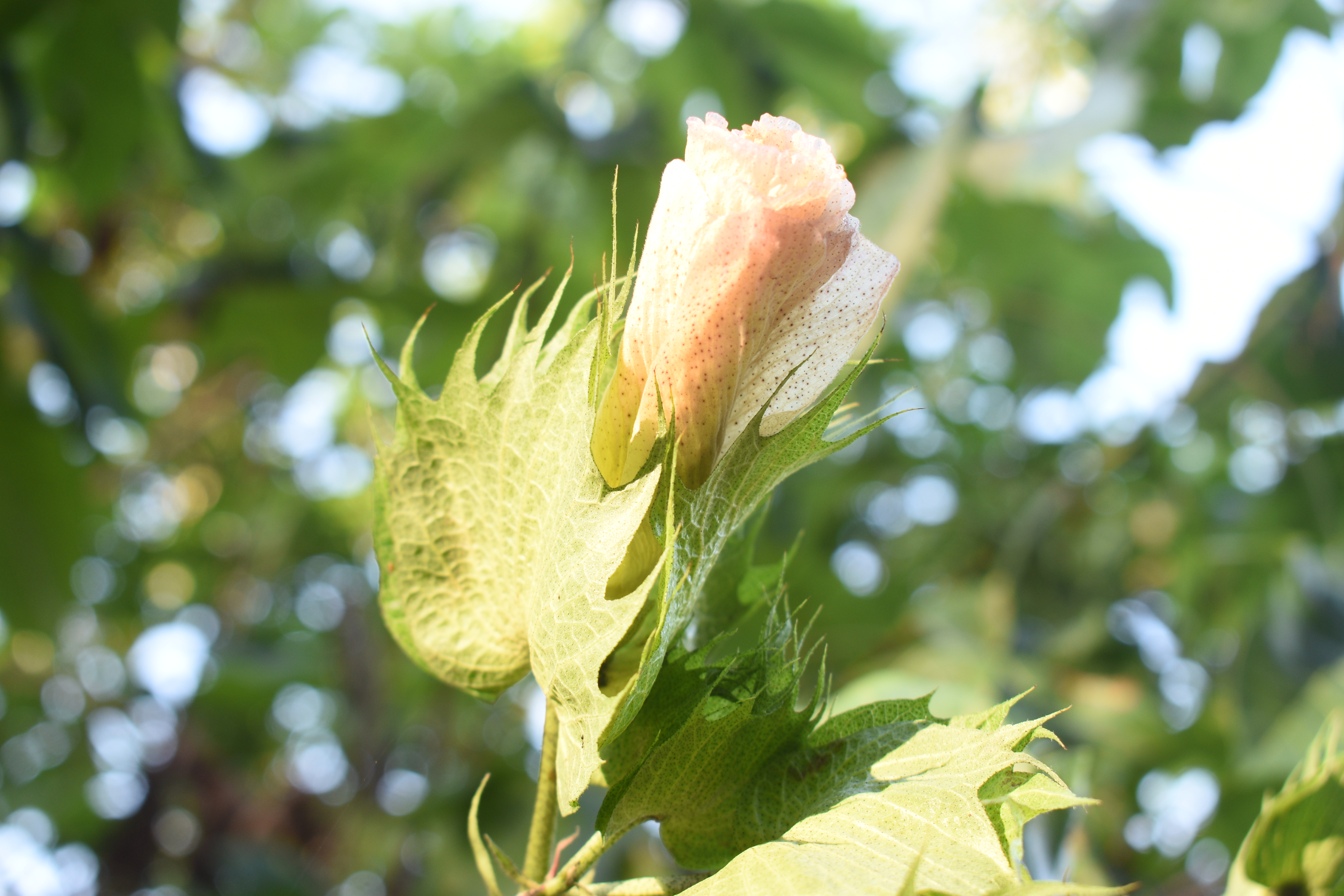 Cotton tree flower