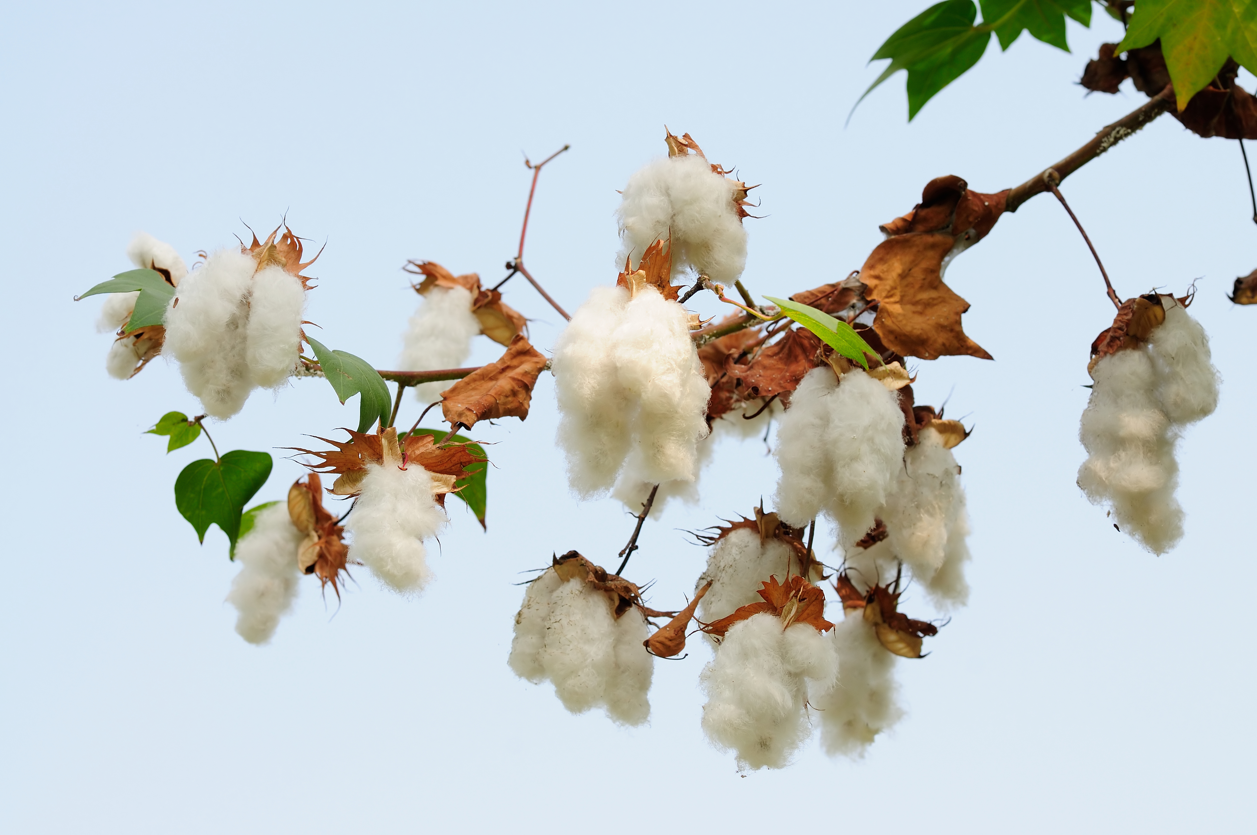Cotton tree