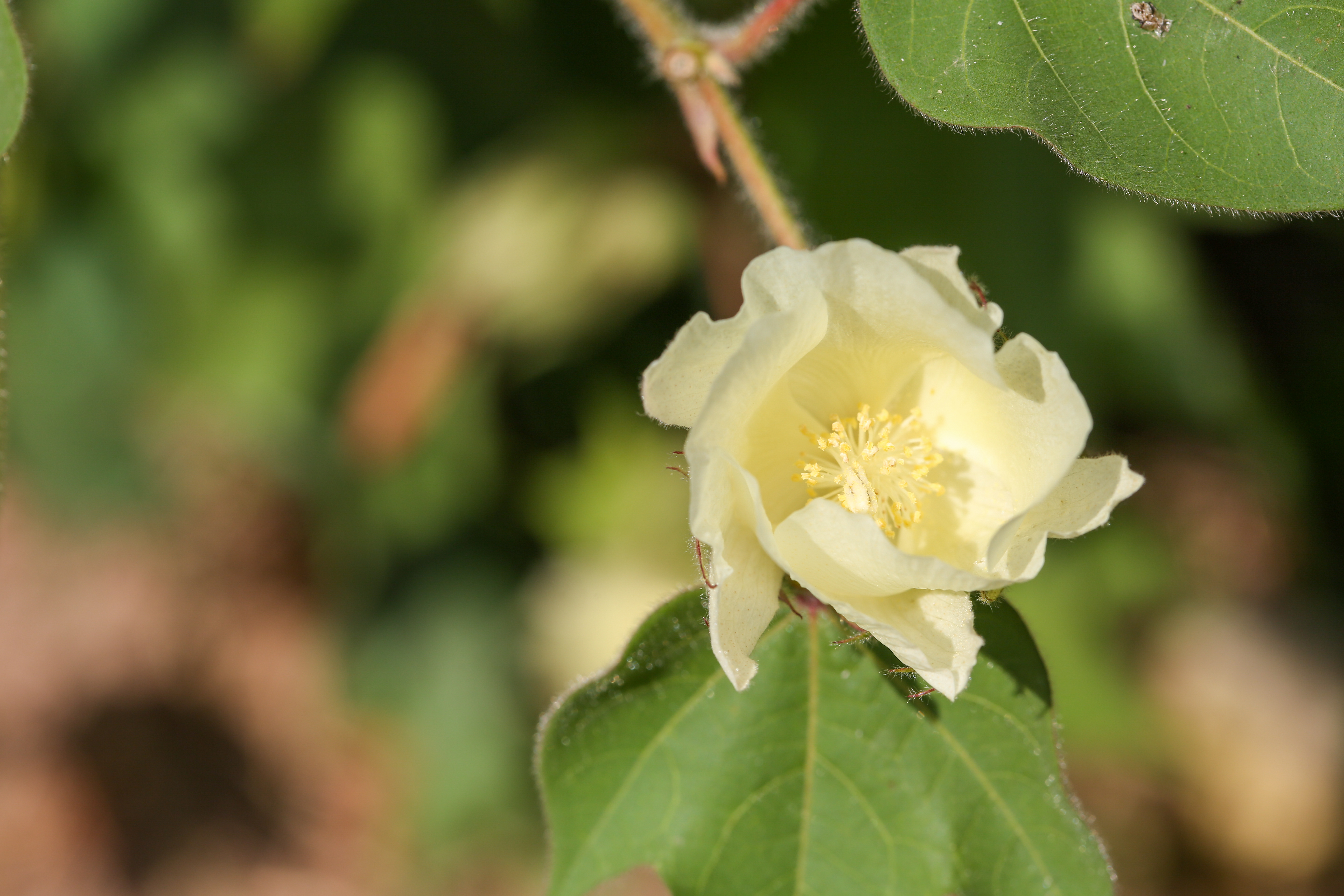 Cotton tree flower