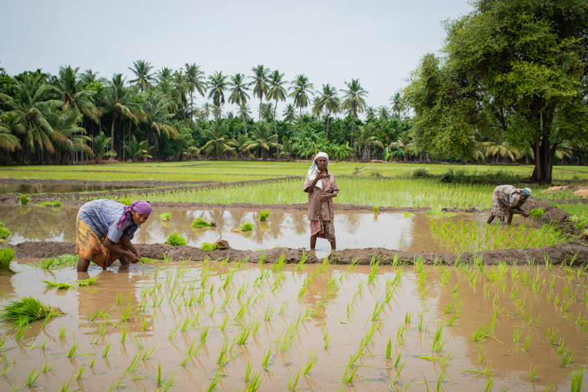 Farmers in Paddy Field