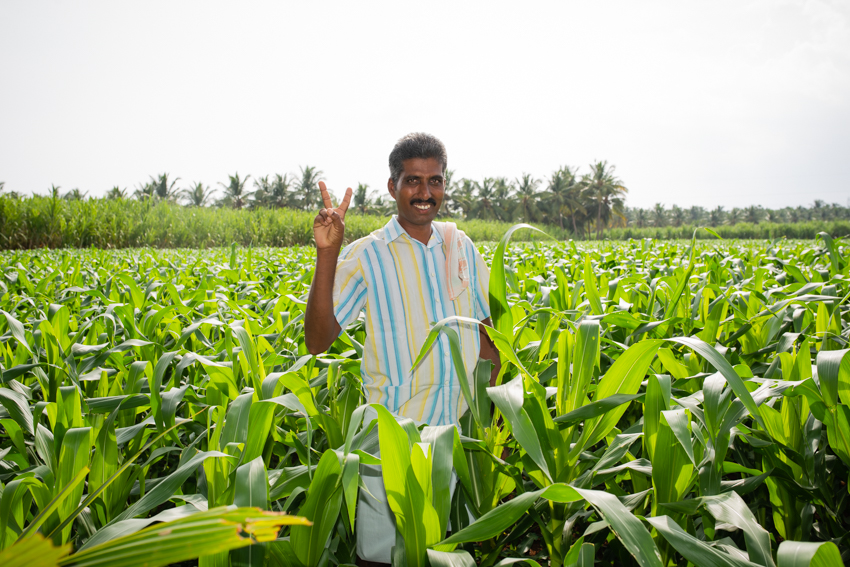 Smiling Farmer in a Corn Field