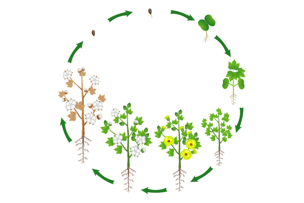 Pictorial showing growth stages of cotton