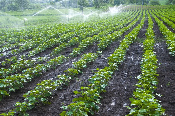 Field of cotton plants