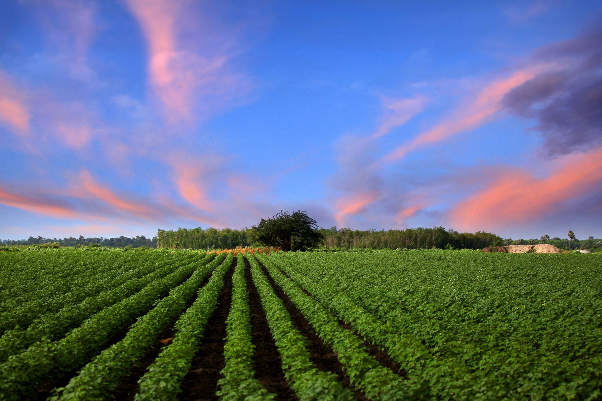 A large field