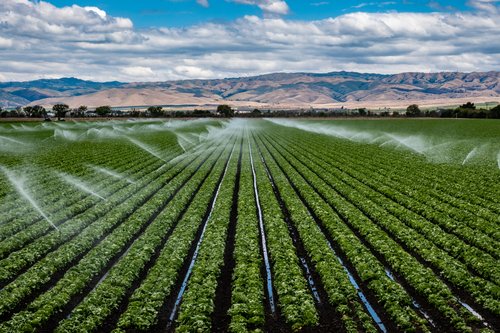 Green field with water being sprayed