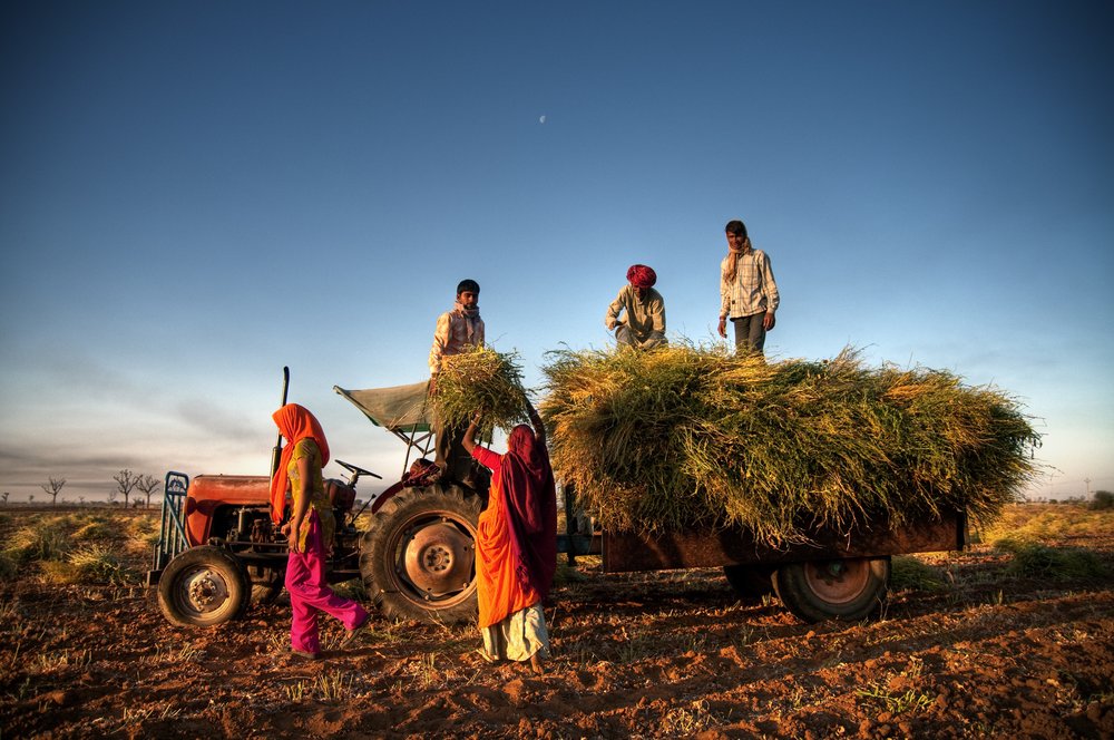 Farmers loading grass on a tractor