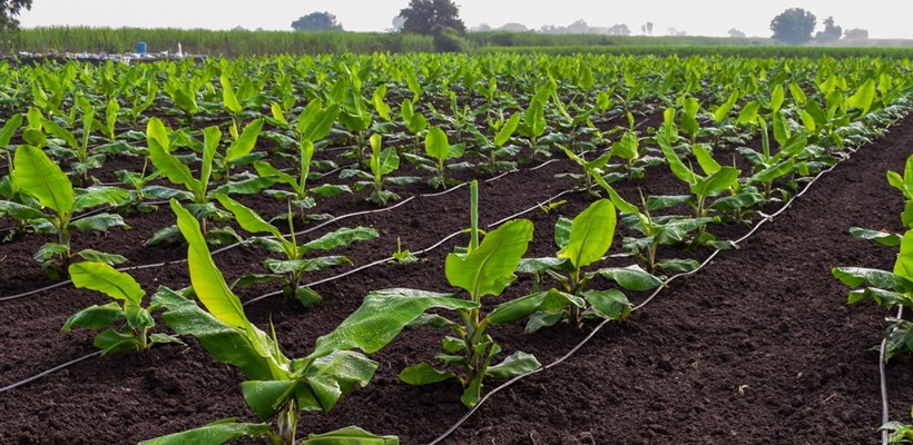 Field showing drip irrigation pipes