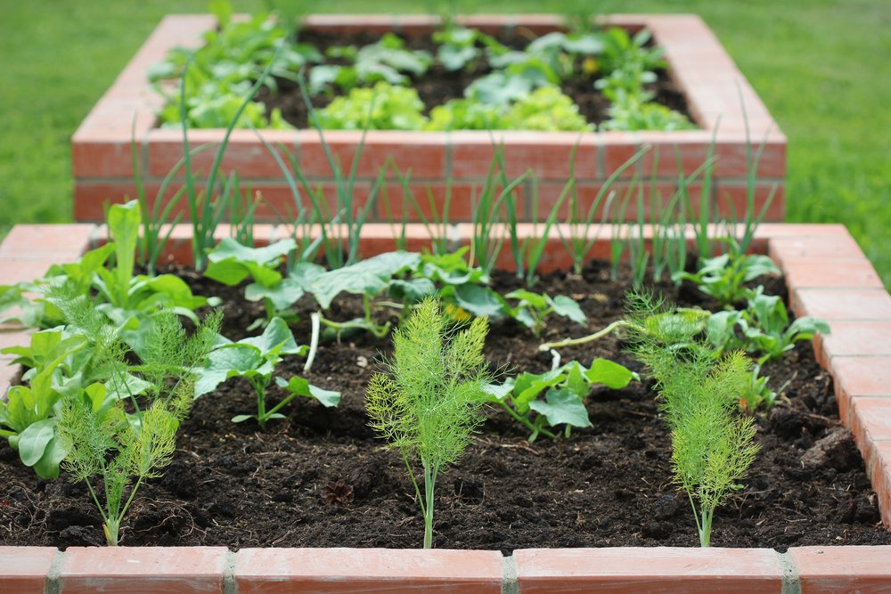 Crops in cemented boxes