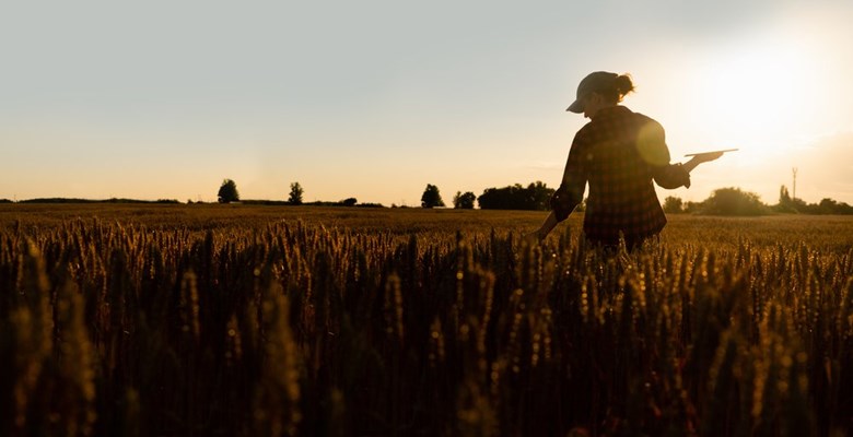 Farmer checking the crops