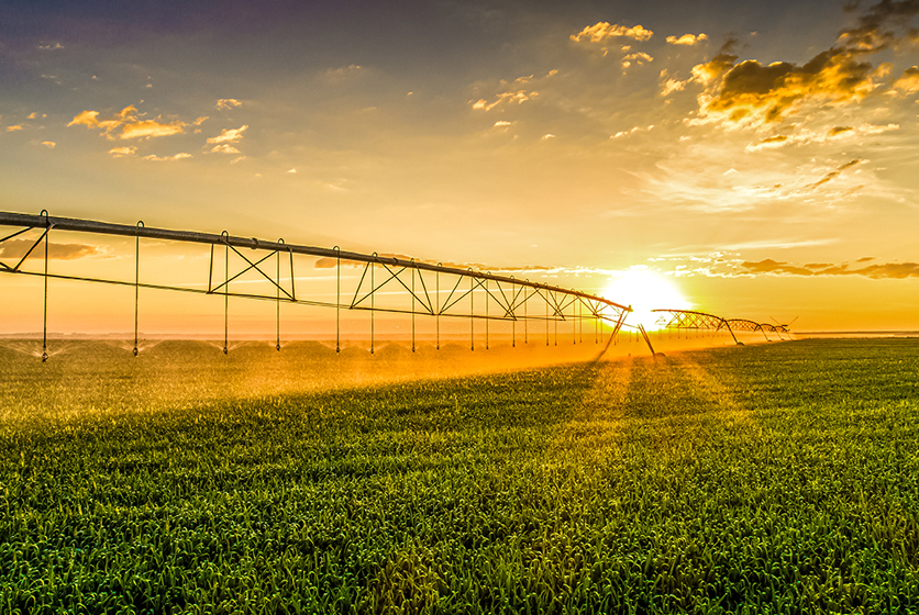 A large field with overhead irrigation spraying the crops