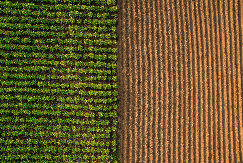 Aerial view of a green field beside an empty brown field