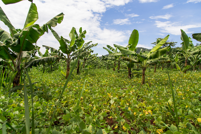 A banana plantation