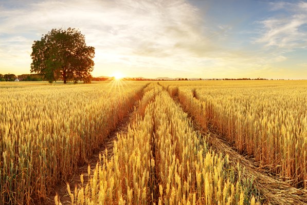 A field of grains