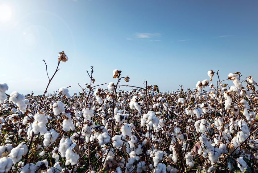 A field of cotton plants