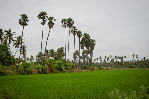 Green field