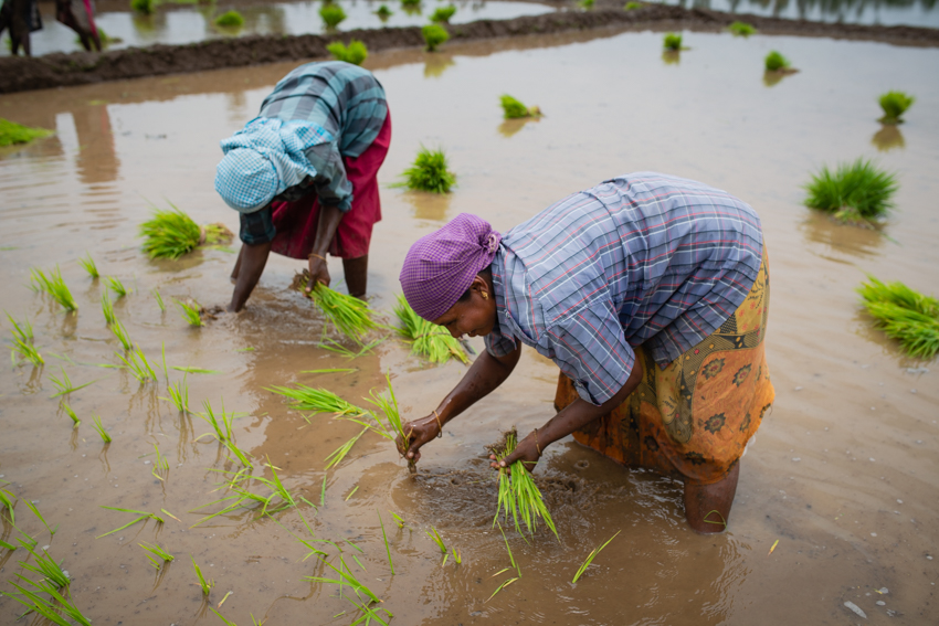 Women farmers working in a paddy field