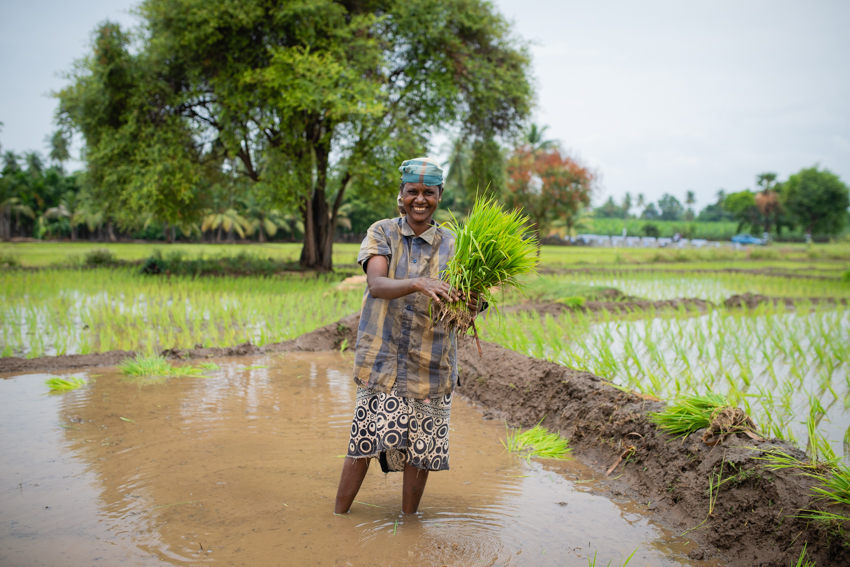 Smiling farmer woman holding paddy