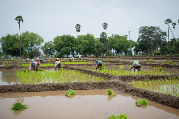 Women farmers working in a paddy field