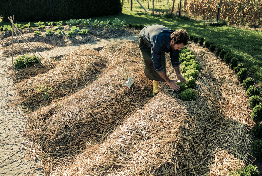 Farmer laying green crops over hay