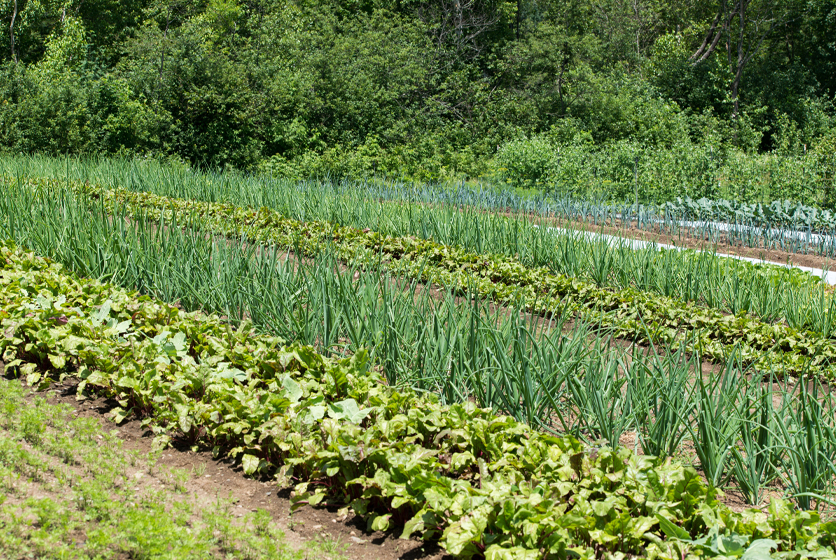 Green crops