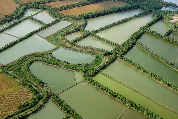 Aerial view of a large paddy field