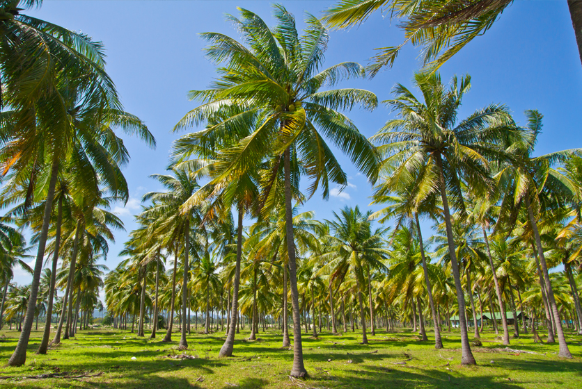 Rows of coconut trees