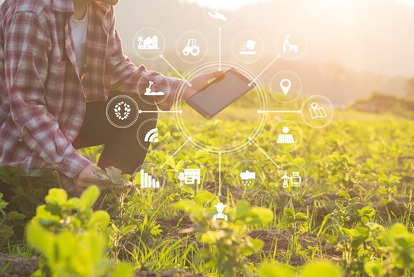 Farmer with a tablet in a field