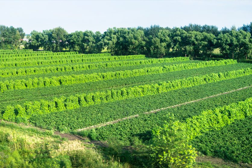 Green fields