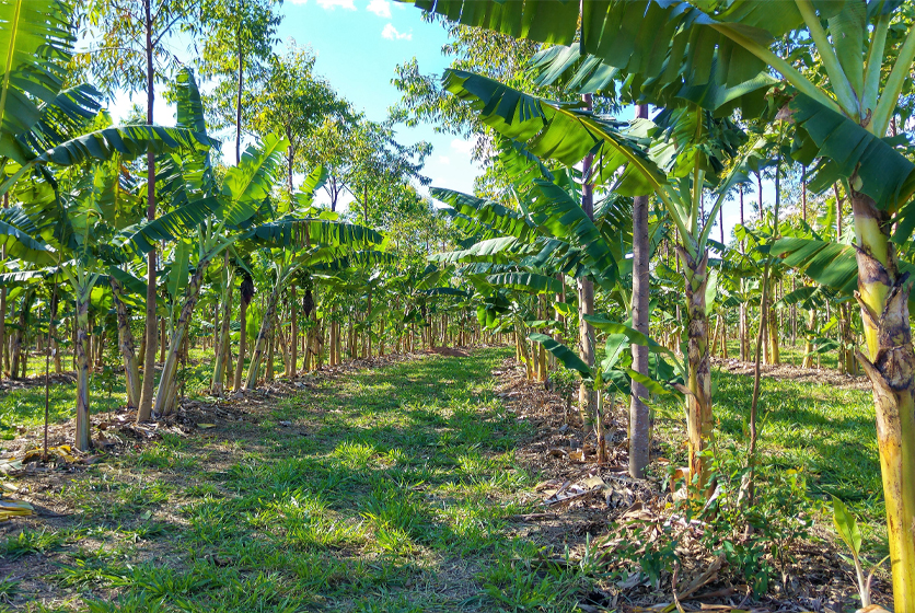 Field of banana trees