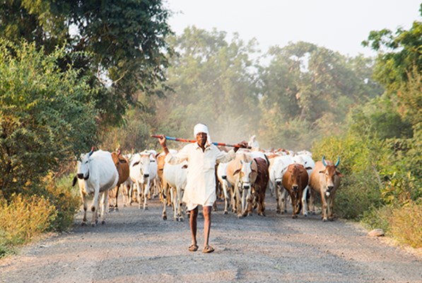 Farmer herding cattle