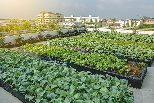 Beds of plants on a high rise terrace