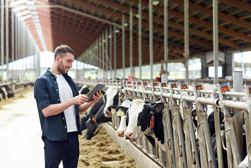 Farmer with a tablet in a dairy farm