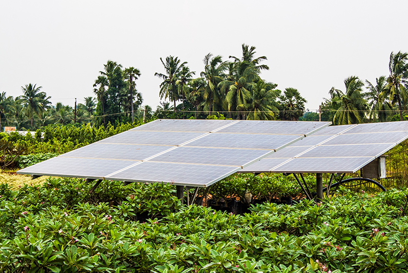 Solar panel in a farm
