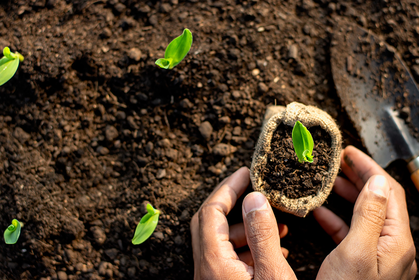 Hands surrounding a sapling