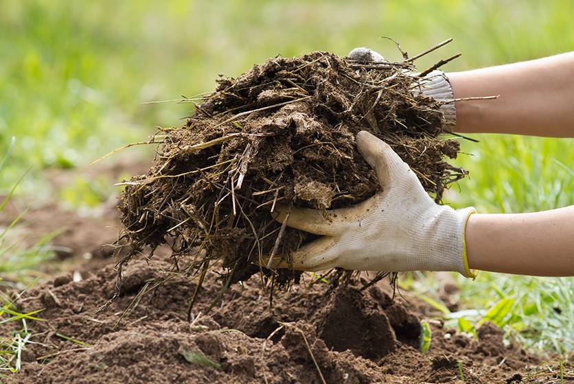 A handful of soil