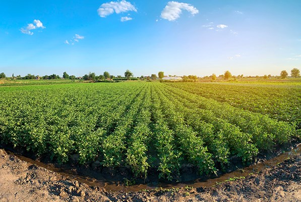 A green field