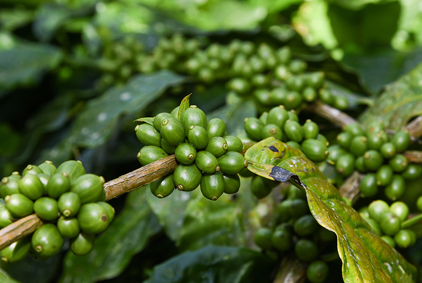 Green coffee beans tree