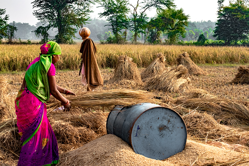 Farmers sifting harvested grains