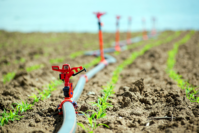 Irrigation pipes in a field