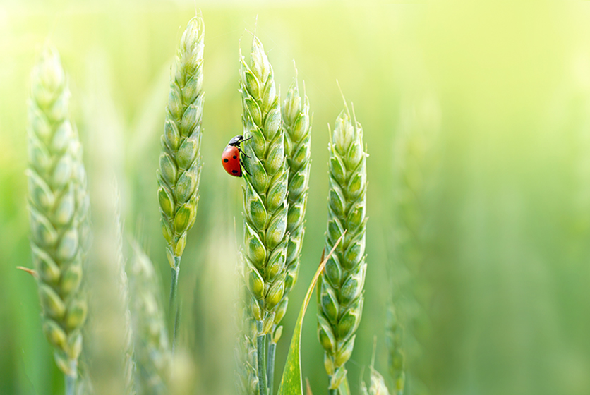 Stalk of crops with a crawling ladybug