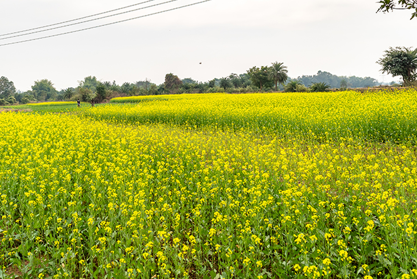 Field of yellow flowers