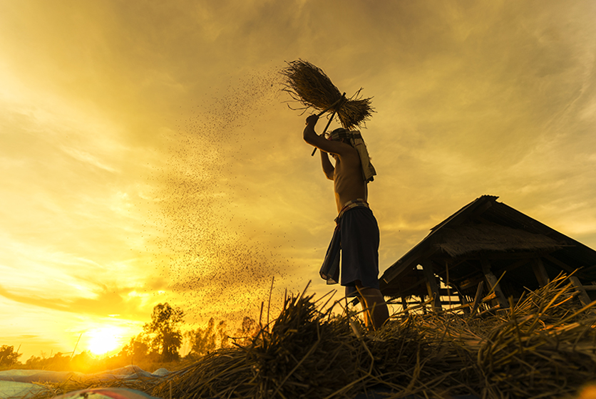 Farmer sifting harvested rice crops