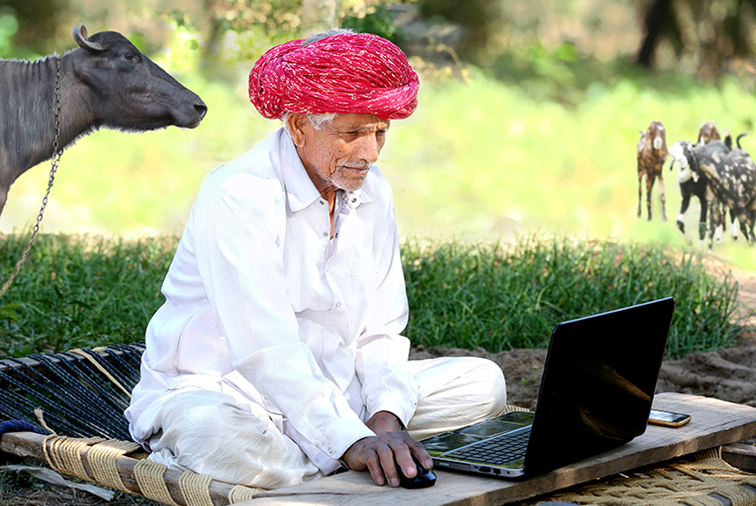 Farmer using a laptop with cattle around