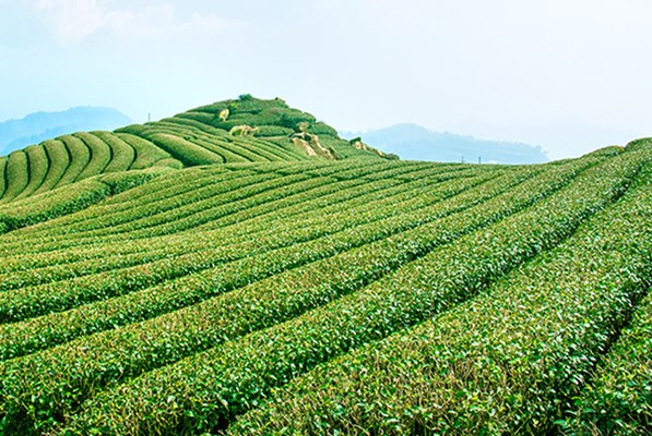 A large green field