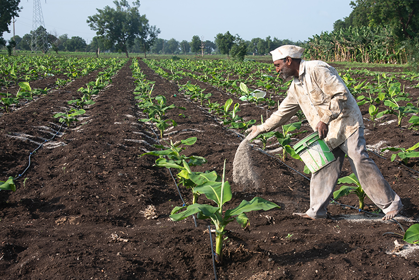 Farmer spreading fertilizer on crops